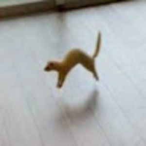 Meet your Posher, Morgan